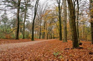 Sonbaharda Hollanda 'nın Austerlitz kenti yakınlarındaki bir ormanın perspektifi giderek azalıyor