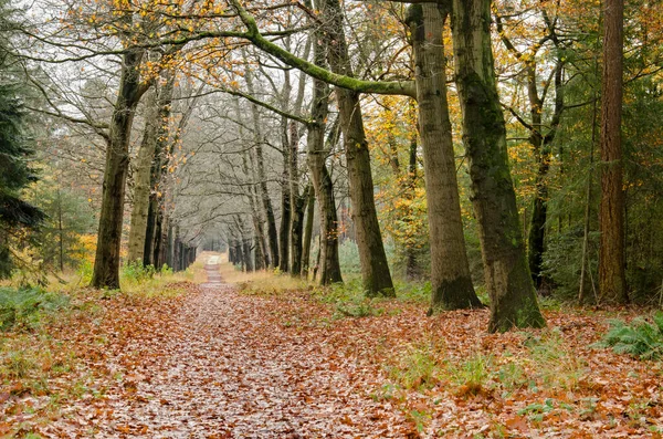 Long straight dirt road, lined with trees and covered with fallen leaves in the forest near Austerlitz, The Netherlands in autumn