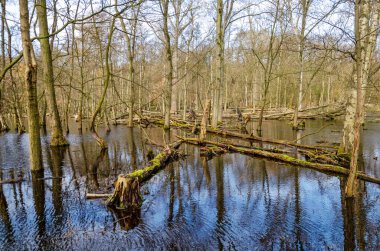 Baharın güneşli bir gününde Hollanda, Santpoort yakınlarında sığ göletlerde yetişen ağaçlarla nispeten açık bir orman.