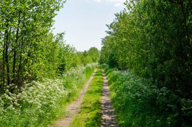 Hollanda, Moordrecht yakınlarındaki araba pistinde uzun otlar, maydanozlar, ağaçlar ve çalılar var.