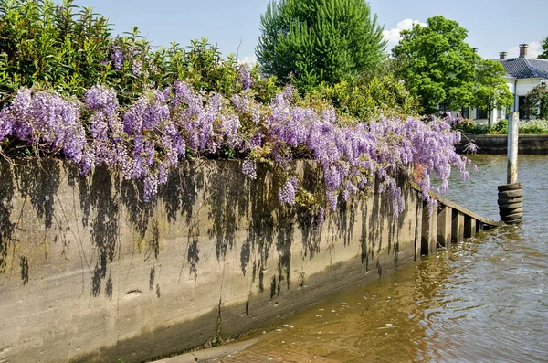 Betonowa Ściana Nad Brzegiem Rzeki Obfitością Kwitnącej Wisterii — Zdjęcie stockowe
