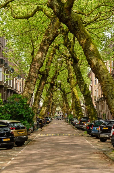 Amsterdam Holandia Maja 2023 Wysokie Drzewa Lotnicze Pochylające Się Sobie — Zdjęcie stockowe