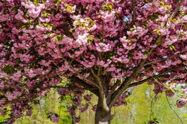 Bir prunus serrulata 'nın üst gövdesi ve alt örtüsü ya da güneşli bir baharda çiçek açan Japon kiraz ağacı.