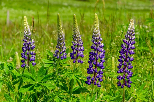 Cinco Altramuces Con Flores Púrpuras Campo Verde Transición Entre Primavera —  Fotos de Stock