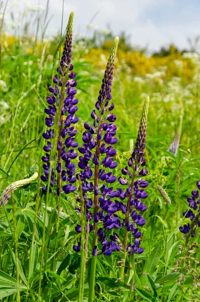 Three Lupines Purple Flowers Green Field Transition Spring Summer — Stock Photo, Image