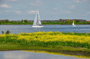 Hollanda, Tiengemeten 'deki doğa adasında, kolza tohumu dolu, kıyılardan görülen iki yelkenli.