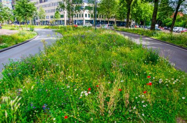 Leiden, Hollanda, 22 Haziran 2024: Eski şehirde asfalt yol orta şeritte ve sınırlarda kır çiçekleri bolluğu ile