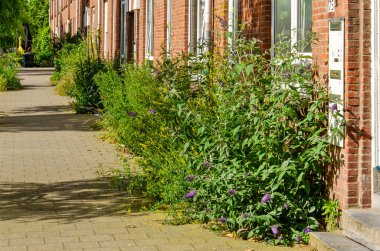 Rotterdam, The Netherlands, June 19, 2024: butterfly bush and other lush vegetation growing in a narrow garden strip between facade and sidewalk clipart