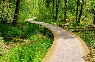 De Bilt, Hollanda, 9 Haziran 2024: Çelik bir yaya köprüsü ormanın bataklıklarında zarifçe geziniyor.