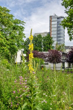 Rotterdam, Hollanda, 20 Haziran 2024: Verbascum thapsus veya Great Mullein, Park 'taki diğer kır çiçeklerinin arasında yetişiyor.