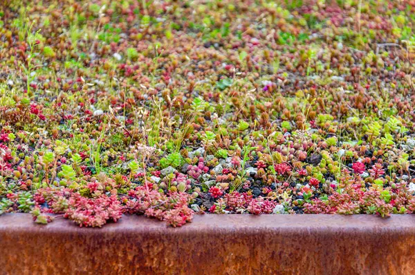 stock image Red and green sedum plants on a vegetated roof with a corten steel edge profile