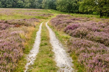 Hollanda, Overijssel 'deki bir ormana giden fundalıklar arasındaki toprak yolu.