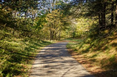 Gently meandering road through the forest in the dunes near Haamstede, the Netherlands on a sunny autumn day clipart