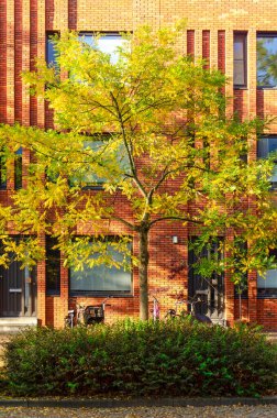 Rotterdam, Hollanda, 25 Ekim 2024: Bir yerleşim yerindeki tuğla cephesinin önündeki sarımsı sonbahar renklerinde ağaç