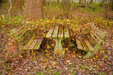 Hollanda, Bergen op Zoom yakınlarındaki bir ormanda eski ahşap banklar ve piknik masası, kısmen sonbaharda bitki örtüsüyle kaplanmış.