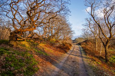 Kışın altın saatinde kum tepelerinde bir kır yolunun yanındaki tuhaf ağaçlar.