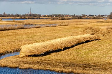 Hollanda 'daki Nieuwkoop yakınlarında toplanan sazlıklar, sazlıklar ve su bakımından zengindir.