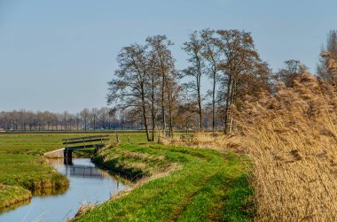 Hollanda, Ottoland yakınlarında hendek ve sazlıklarla kaplı, başıboş bir patika.