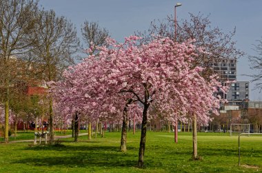 Rotterdam, Hollanda, 24 Mart 2025, Katendrecht Mahallesi 'nde gökyüzünün altında çiçek açan pembe budama ağacı mı?