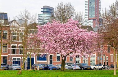 Rotterdam, Hollanda, 24 Mart 2025: Katendrecht Mahallesi 'ne park et. Çiçek açan kiraz ağacı ve arka planda eski ve yeni mimari.