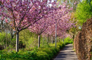 Woerden, Hollanda, 12 Nisan 2025: Banliyöde bir patika boyunca uzanan bir sıra pembe çiçekli kiraz ağacı