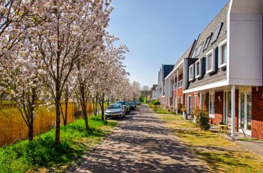 Vleuten, Hollanda, 12 Nisan 2025: Güneşli bir baharda çiçek açan ağaçların olduğu banliyö caddesi