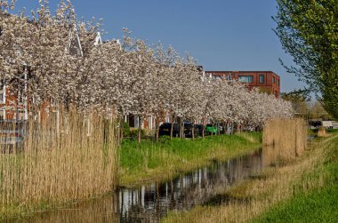 Vleuten, Hollanda, 12 Nisan 2025: Bir varoş mahallesindeki su yatağı boyunca çiçek açan ağaçlar