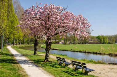 Hollanda, Vleuten yakınlarındaki bir patika ve güzel polder manzarası arasında iki ahşap sıralı iki pembe budama ağacı.
