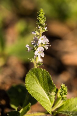 verbena, güzel orman çiçeği