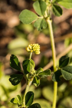 Yonca böbreği, sarı orman çiçeği.