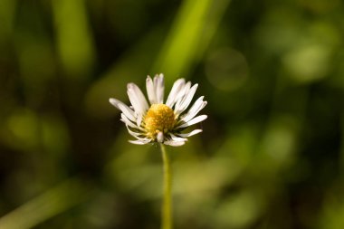 Daisy, ormandaki beyaz çiçek