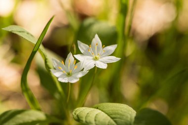 Orman altılısı, ormanda bir çiçek.
