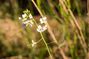 Cress teresi, orman çiçeği