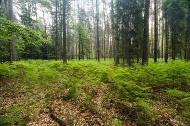 Güzel bir ormanda yeşil eğrelti otları