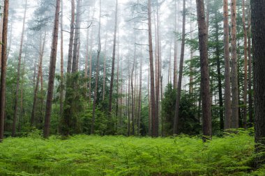 # Yaşlı sisli orman sabah #