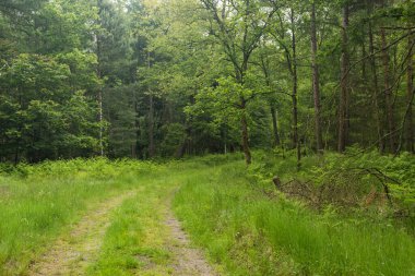 Yeşil orman yolu, bahar