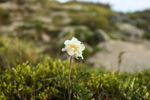 Alpský Pasque Květ Babia Gra — Stock fotografie