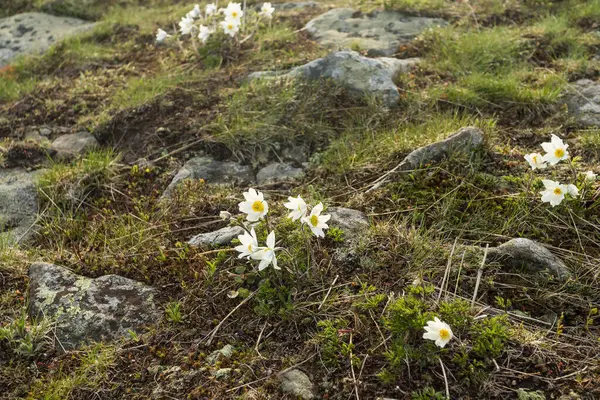 Pasque Kwiat Białe Kwiaty Szczycie Babia Gra — Zdjęcie stockowe