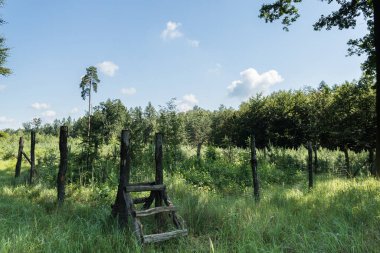Genç ağaçların ormandaki hayvanlara karşı korunması