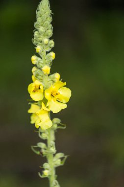 Küçük çiçekli mullein (Verbascum thapsus L.)