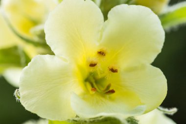 Küçük çiçekli mullein (Verbascum thapsus L.)