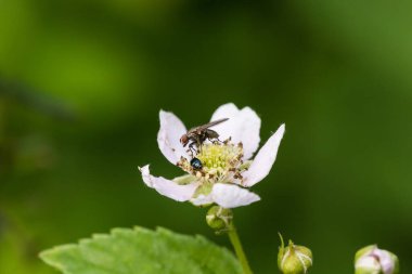 Böğürtlen çiçeği ve sinek, makro