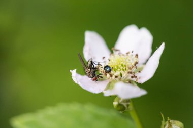 Böğürtlen çiçeği ve sinek, makro