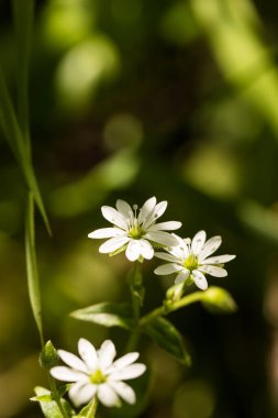 Çiçekli civciv, ormanda beyaz çiçek