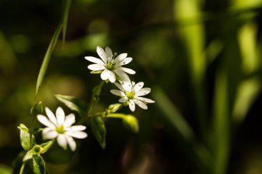 Çiçekli civciv, ormanda beyaz çiçek