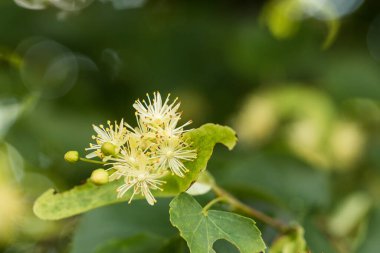 Yazın sarı ıhlamur çiçekleri
