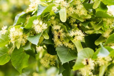 Yazın sarı ıhlamur çiçekleri