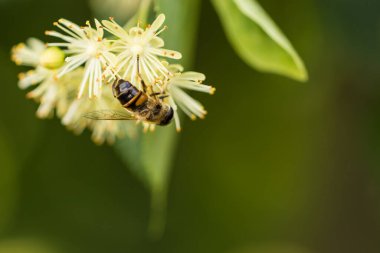 ıhlamur çiçekleri üzerinde bir arı