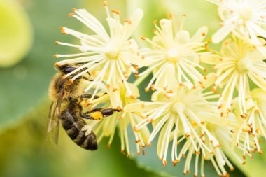 ıhlamur çiçekleri üzerinde bir arı
