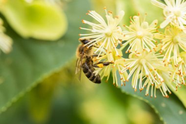 ıhlamur çiçekleri üzerinde bir arı